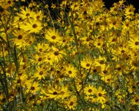 helianthus angustifolia 5.jpg